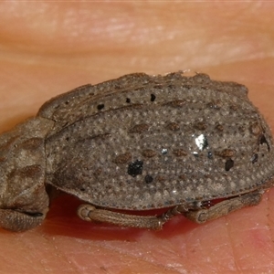 Omorgus sp. at Charleys Forest, NSW - suppressed