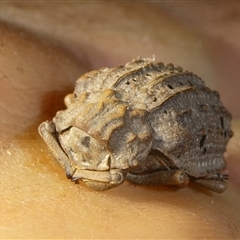 Omorgus sp. at Charleys Forest, NSW - suppressed