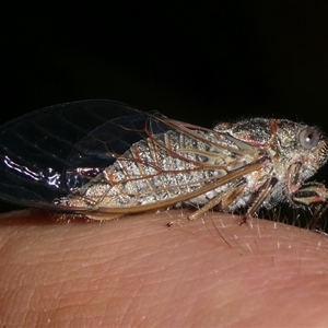 Atrapsalta sp. (genus) (Unidentified bark squeaker) at Charleys Forest, NSW by arjay