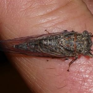 Atrapsalta sp. (genus) at Charleys Forest, NSW - suppressed