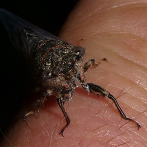 Atrapsalta sp. (genus) at Charleys Forest, NSW - suppressed