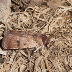 Agrotis porphyricollis (Variable Cutworm) at Charleys Forest, NSW - 1 Jan 2025 by arjay
