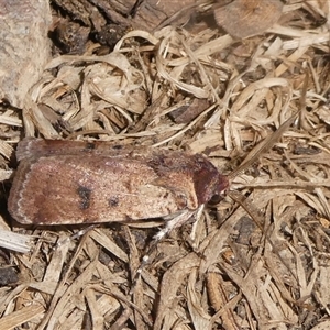 Agrotis porphyricollis (Variable Cutworm) at Charleys Forest, NSW by arjay