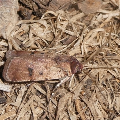 Agrotis porphyricollis (Variable Cutworm) at Charleys Forest, NSW - 1 Jan 2025 by arjay