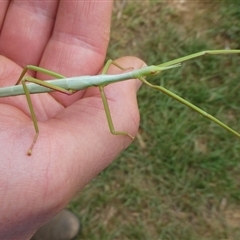 Didymuria violescens (Spur-legged stick insect) at Charleys Forest, NSW - 1 Jan 2025 by arjay