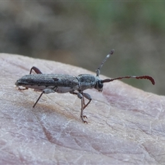 Pempsamacra tillides (Longhorn or longicorn beetle) at Charleys Forest, NSW - 30 Dec 2024 by arjay