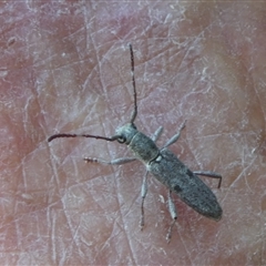 Pempsamacra tillides at Charleys Forest, NSW - 30 Dec 2024