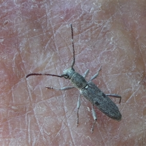 Pempsamacra tillides at Charleys Forest, NSW - 30 Dec 2024