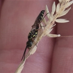 Aeolothynnus sp. (genus) (A flower wasp) at Bungendore, NSW - 2 Jan 2025 by clarehoneydove