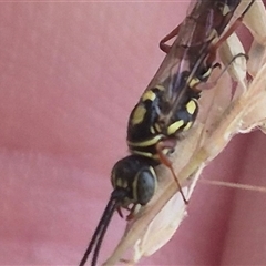 Aeolothynnus sp. (genus) at Bungendore, NSW - 2 Jan 2025