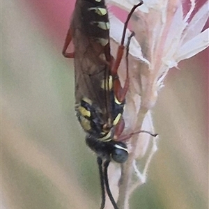 Aeolothynnus sp. (genus) at Bungendore, NSW - 2 Jan 2025