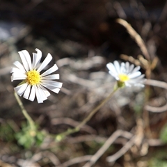 Brachyscome aculeata (Hill Daisy) at Wilsons Valley, NSW - 31 Dec 2024 by Clarel