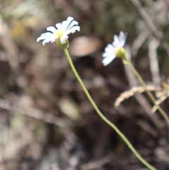 Brachyscome aculeata at Wilsons Valley, NSW - 31 Dec 2024