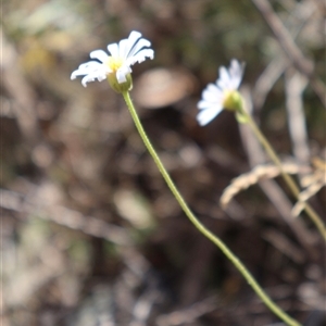 Brachyscome aculeata at Wilsons Valley, NSW - 31 Dec 2024 09:46 AM