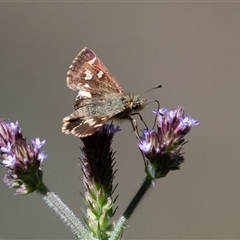 Dispar compacta (Barred Skipper) at Acton, ACT - 14 Feb 2024 by Untidy