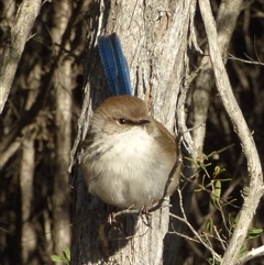 Malurus cyaneus at Coles Bay, TAS - 29 Jun 2024 by VanessaC