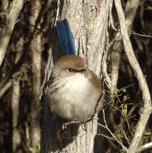 Malurus cyaneus (Superb Fairywren) at Coles Bay, TAS by VanessaC