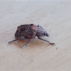 Oxyops fasciatus (A weevil) at Yass River, NSW - 2 Jan 2025 by SenexRugosus