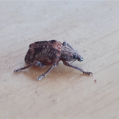 Oxyops fasciatus (A weevil) at Yass River, NSW - 2 Jan 2025 by SenexRugosus