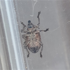 Oxyops fasciatus at Yass River, NSW - 2 Jan 2025 06:00 PM