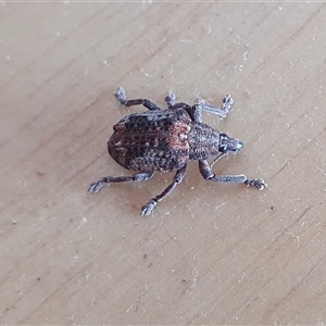 Oxyops fasciatus at Yass River, NSW - 2 Jan 2025