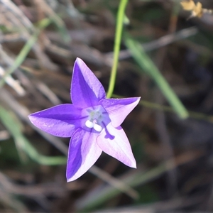 Wahlenbergia gloriosa at Wilsons Valley, NSW - 31 Dec 2024 09:48 AM