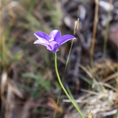 Wahlenbergia gloriosa at Wilsons Valley, NSW - 31 Dec 2024