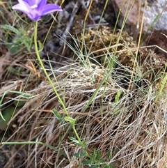 Wahlenbergia gloriosa at Wilsons Valley, NSW - 31 Dec 2024