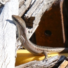 Carlia tetradactyla (Southern Rainbow Skink) at Yass River, NSW - 1 Jan 2025 by SenexRugosus