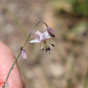 Arthropodium milleflorum at Wilsons Valley, NSW - 31 Dec 2024 09:51 AM