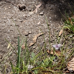 Arthropodium milleflorum at Wilsons Valley, NSW - 31 Dec 2024