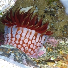 Unidentified Anemone, Coral, Sea Pen at Coles Bay, TAS - 29 Jun 2024 by VanessaC