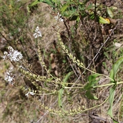 Veronica derwentiana (Derwent Speedwell) at Wilsons Valley, NSW - 31 Dec 2024 by Clarel