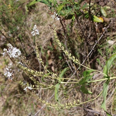 Veronica derwentiana (Derwent Speedwell) at Wilsons Valley, NSW - 31 Dec 2024 by Clarel