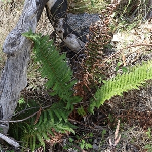 Polystichum proliferum (Mother Shield Fern) at Wilsons Valley, NSW by Clarel