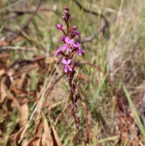 Stylidium montanum at Wilsons Valley, NSW - 31 Dec 2024