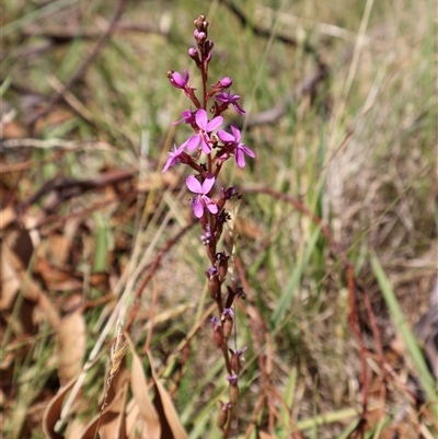 Stylidium montanum (alpine triggerplant) at Wilsons Valley, NSW - 31 Dec 2024 by Clarel