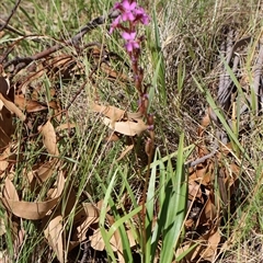 Stylidium montanum at Wilsons Valley, NSW - 31 Dec 2024