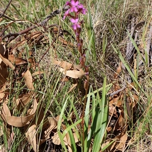 Stylidium montanum at Wilsons Valley, NSW - 31 Dec 2024