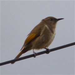 Phylidonyris pyrrhopterus (Crescent Honeyeater) at Mount Stuart, TAS - 30 May 2023 by VanessaC