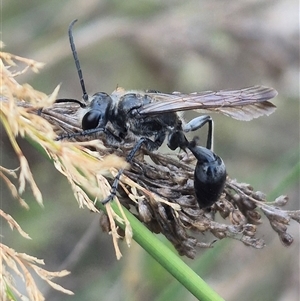 Sphecinae sp. (subfamily) at Bungendore, NSW - 2 Jan 2025