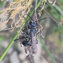 Sphecinae sp. (subfamily) at Bungendore, NSW - 2 Jan 2025