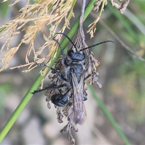 Sphecinae sp. (subfamily) at Bungendore, NSW - 2 Jan 2025