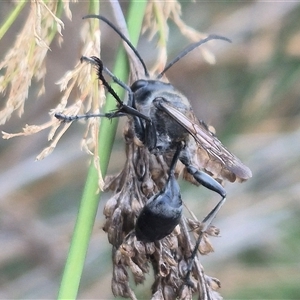 Sphecinae sp. (subfamily) at Bungendore, NSW - 2 Jan 2025