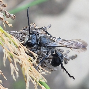 Sphecinae sp. (subfamily) at Bungendore, NSW - 2 Jan 2025