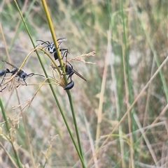 Isodontia sp. (genus) (Unidentified Grass-carrying wasp) at Bungendore, NSW - 2 Jan 2025 by clarehoneydove