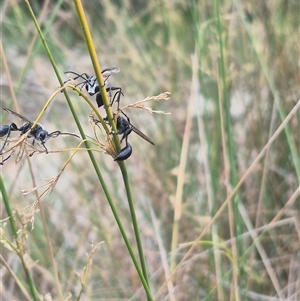 Isodontia sp. (genus) (Unidentified Grass-carrying wasp) at Bungendore, NSW by clarehoneydove