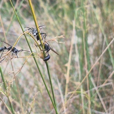 Isodontia sp. (genus) (Unidentified Grass-carrying wasp) at Bungendore, NSW - 2 Jan 2025 by clarehoneydove