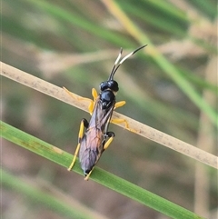 Ichneumonidae (family) (Unidentified ichneumon wasp) at Bungendore, NSW - 2 Jan 2025 by clarehoneydove