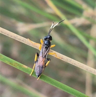 Ichneumonidae (family) (Unidentified ichneumon wasp) at Bungendore, NSW - 2 Jan 2025 by clarehoneydove